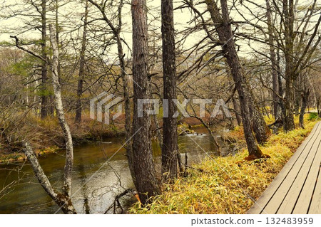 Spring in Senjogahara, Nikko City, Tochigi Prefecture, 3 132483959