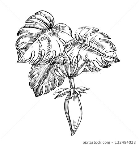 A bouquet of palm leaves and banana fruits. Vector illustration in a realistic plant style for interior design, wallpaper, posters, apparel, and packaging. 132484028