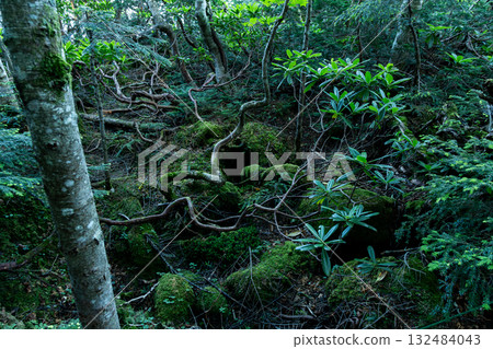 漫步於白米池的苔蘚森林 132484043