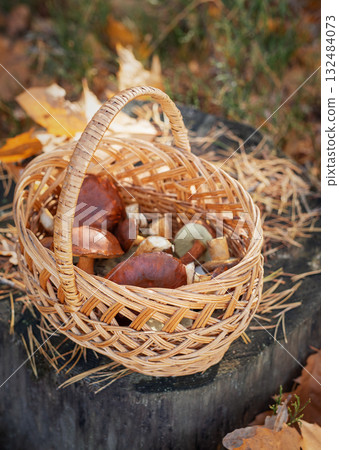 Basket of wild mushrooms foraging in autumn forest 132484073