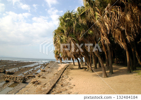 Aoshima Beach, Miyazaki (Devil's Washboard) Aoshima Beach, Miyazaki (Devil's Washboard) 132484184