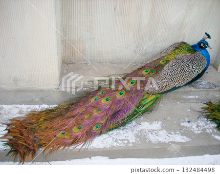 Peacocks in Lazienki Park, Warsaw, Poland 132484498