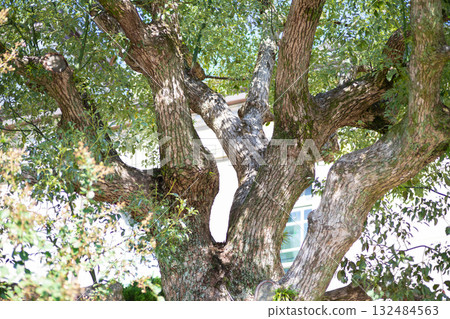 A large tree planted in the garden. Bathed in sunlight, it is full of life. 132484563