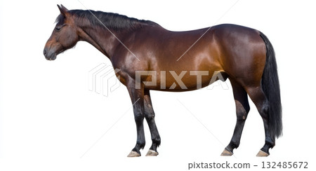 Bay horse standing creating cut out on white background 132485672