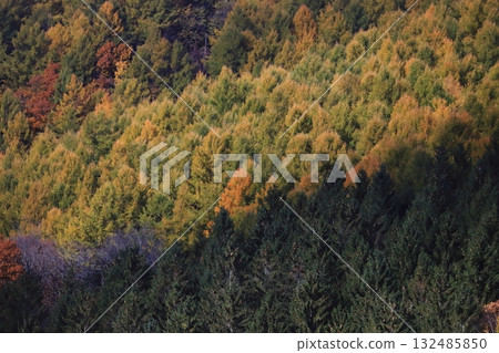 Hokkaido, late autumn forest, broadleaf, conifer, and mixed forest, autumn foliage 132485850