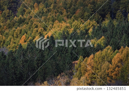 Hokkaido, late autumn forest, broadleaf, conifer, and mixed forest, autumn foliage 132485851