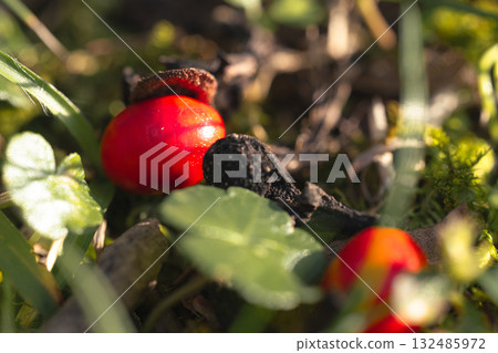 Red yew berries Red yew berries 132485972