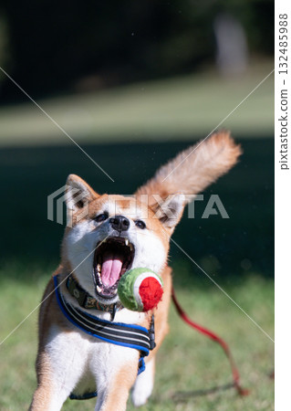 當他咬住球的那一刻 當他咬住球的那一刻 132485988