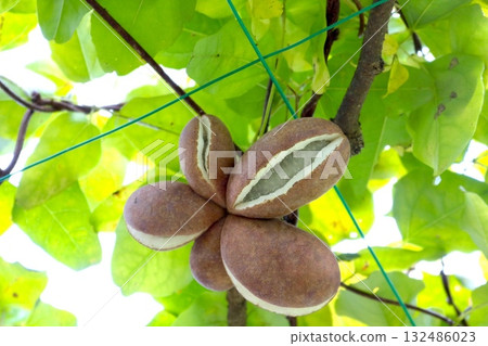 Akebia fruit growing on a tree 132486023