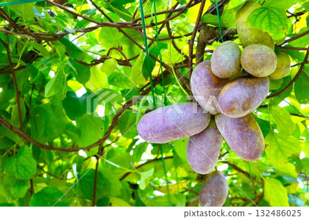 樹上的木通果實 樹上的木通果實 132486025