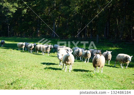 Sheep grazing peacefully 132486184