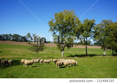 Sheep's March Sheep's March 132486185