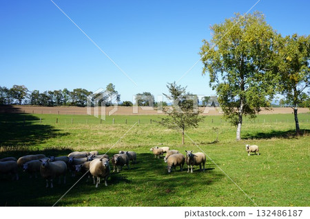Sheep grazing peacefully 132486187