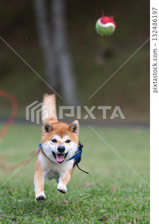 球賽 球賽 132486197