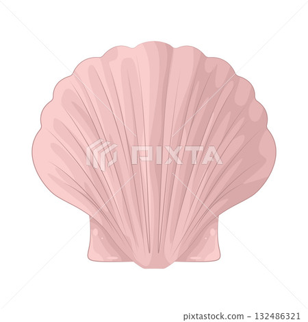 Illustration of seashell Illustration of seashell 132486321
