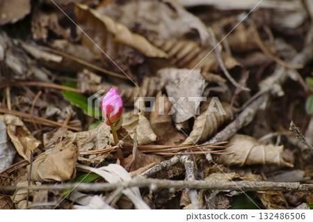 Iwauchiwa Iwauchiwa 132486506