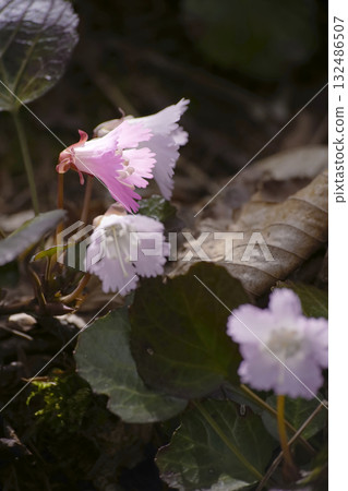 Iwauchiwa Iwauchiwa 132486507