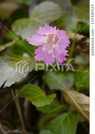 岩內和 岩內和 132486524