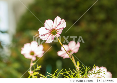 Pink beauty Pink beauty 132486660