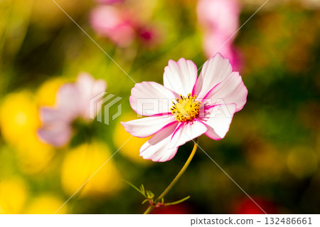 粉紅美女 132486661