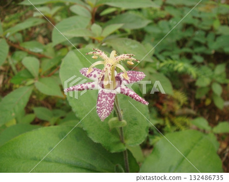 A cuckoo flower blooming on the forest floor 132486735