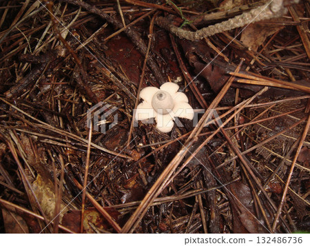 生長在紅松林中的一種普通花生 生長在紅松林中的一種普通花生 132486736