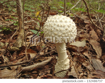有毒蘑菇,白鬼菇,生長在紅松橡樹森林中 有毒蘑菇,白鬼菇,生長在紅松橡樹森林中 132486737