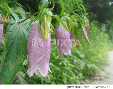 風鈴草的鐘形紫色花朵 風鈴草的鐘形紫色花朵 132486739