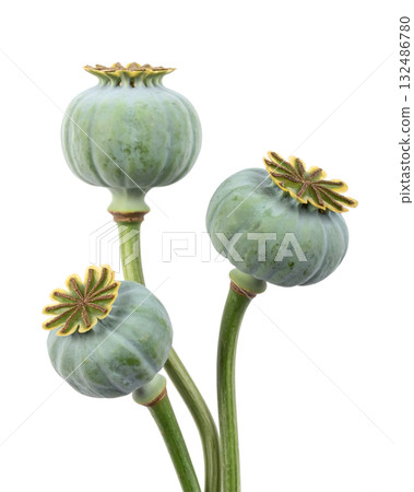 Green opium poppy heads on a white background close up Green opium poppy heads on a white background close up 132486780