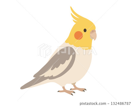 可愛的玄鳳鸚鵡插圖 132486787