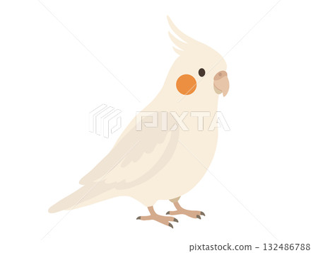 可愛的玄鳳鸚鵡插圖 132486788