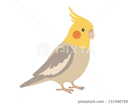 可愛的玄鳳鸚鵡插圖 可愛的玄鳳鸚鵡插圖 132486789