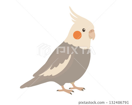 可愛的玄鳳鸚鵡插圖 可愛的玄鳳鸚鵡插圖 132486791