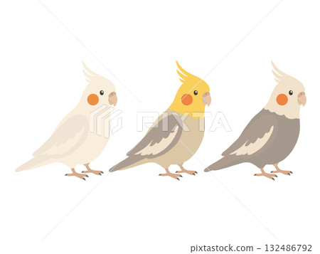 可愛的玄鳳鸚鵡插圖 132486792