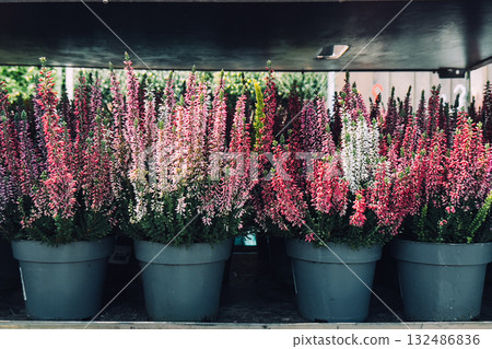 Rows of blooming heather plants in pink, red, and white tones arranged in plastic pots. Seasonal retail plants, autumn color palette, decorative floriculture, ornamental heather Rows of blooming heather plants in pink, red, and white tones arranged in plastic pots. Seasonal retail plants, autumn color palette, decorative floriculture, ornamental heather 132486836