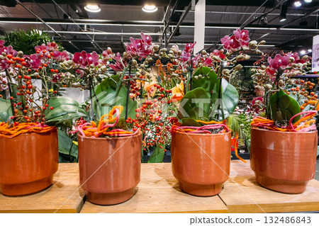 Four decorative orange ceramic pots with blooming pink orchids and red berry branches on display indoors. Floral styling, indoor plant retail, ornamental arrangement, urban greenery 132486843