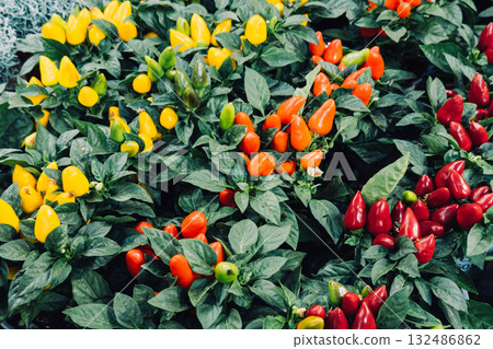 Clusters of ornamental chili plants in red, orange, and yellow tones arranged for visual retail impact. Edible shelf decor, vibrant color blocking, compact plant styling, seasonal product curation 132486862
