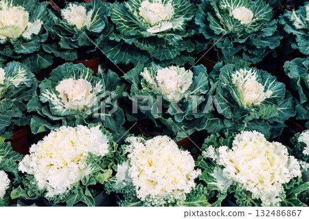 Neatly potted white and purple ornamental cabbages displayed in organized garden center rows. Edible-inspired beauty, functional foliage, cold-weather planting, dual-purpose plant styling Neatly potted white and purple ornamental cabbages displayed in organized garden center rows. Edible-inspired beauty, functional foliage, cold-weather planting, dual-purpose plant styling 132486867