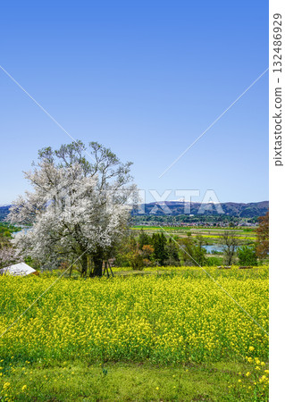 從菜花公園眺望的景色(飯山市) 從菜花公園眺望的景色(飯山市) 132486929