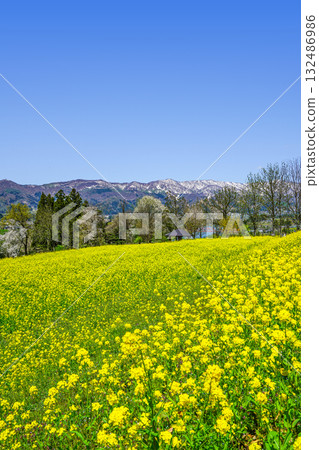 從菜花公園眺望的景色（飯山市） 132486986