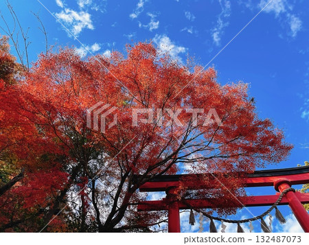 高尾山藥王院鳥居 紅葉風景 高尾山藥王院鳥居 紅葉風景 132487073