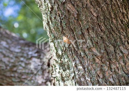 Cicada shells on a tree trunk and blue sky 132487115