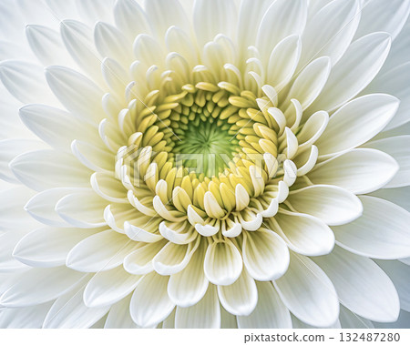 Beautiful white chrysanthemum flower close up 132487280