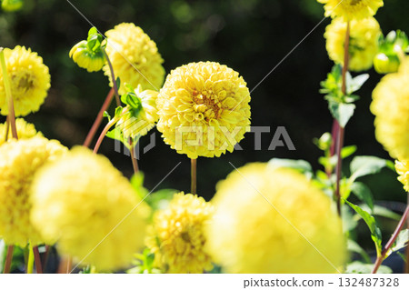Umamikyuryo Park Cosmos and dahlias in full bloom and autumn flowers Umamikyuryo Park Cosmos and dahlias in full bloom and autumn flowers 132487328
