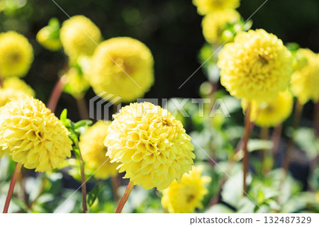 Umamikyuryo公園 波斯菊和大麗花盛開,秋天的花朵 Umamikyuryo公園 波斯菊和大麗花盛開,秋天的花朵 132487329