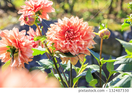 Umamikyuryo公園 波斯菊和大麗花盛開,秋天的花朵 Umamikyuryo公園 波斯菊和大麗花盛開,秋天的花朵 132487330