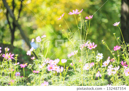 Umamikyuryo公園 波斯菊和大麗花盛開，秋天的花朵 132487354