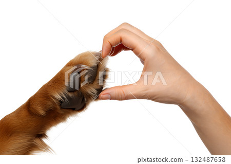 Human hand and dog paw forming heart shape, symbolizing friendship, love and the special bond between humans and their pets, isolated on transparent background 132487658