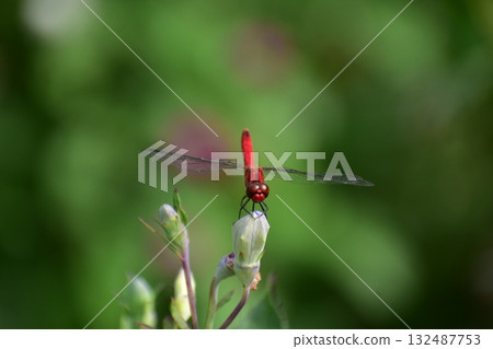 Dragonfly  132487753