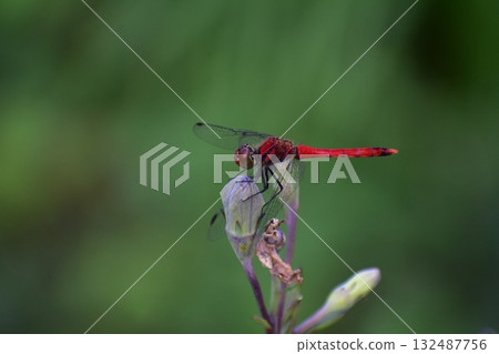 裁剪標記 132487756